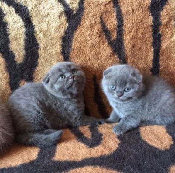 Шотландские вислоухие котята