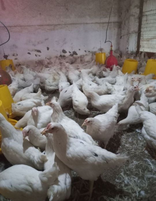 Tuxumga oq tovuqlar "Loman sendi " zotli tovuqlar mavjud...