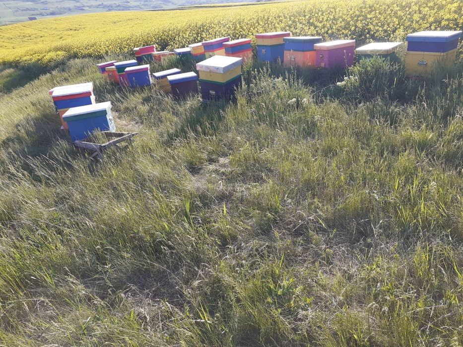 Miere naturală  de albine