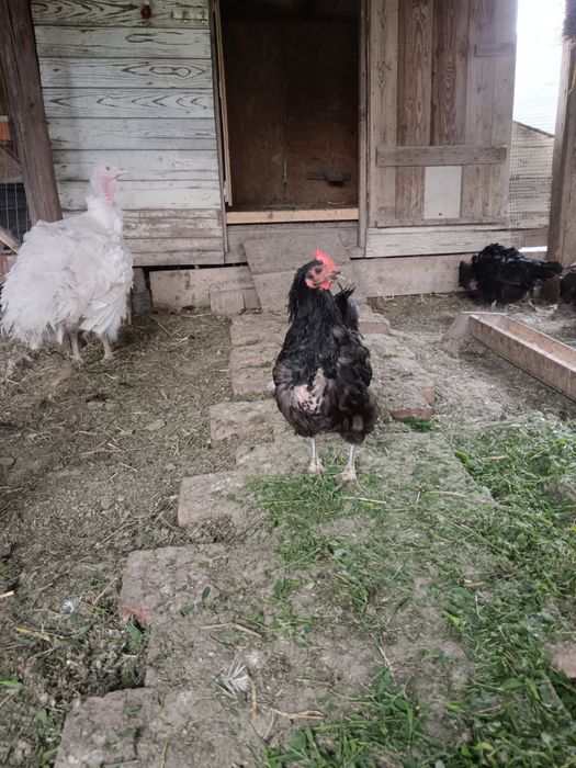 Australorp de vanzare