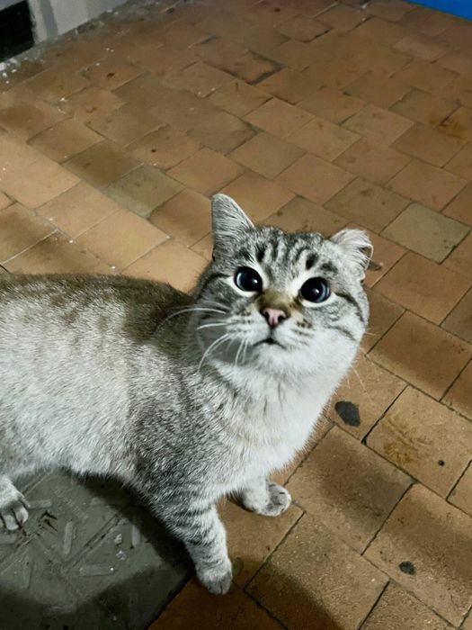 Добрый и ласковый серый котик