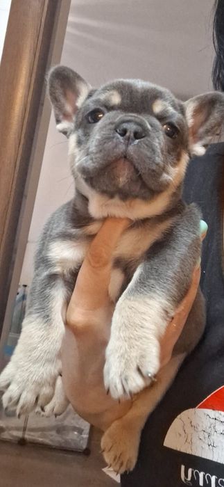 Canisa mea vinde mascul buldog francezg francez