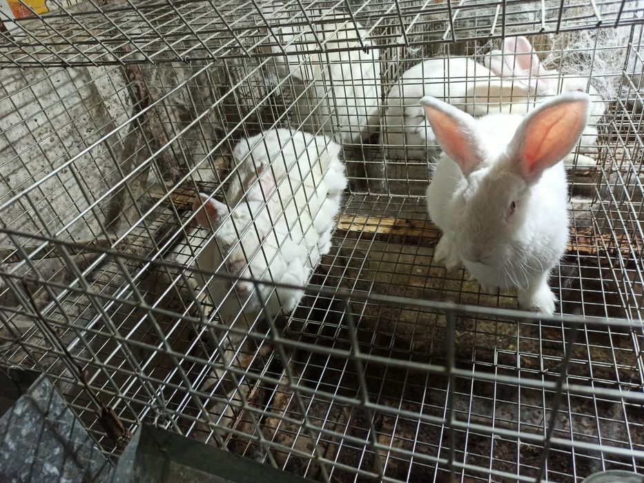 Assalomu alaykum Yangi Zelandiya va Kaliforniya zotli quyonlar sotilad