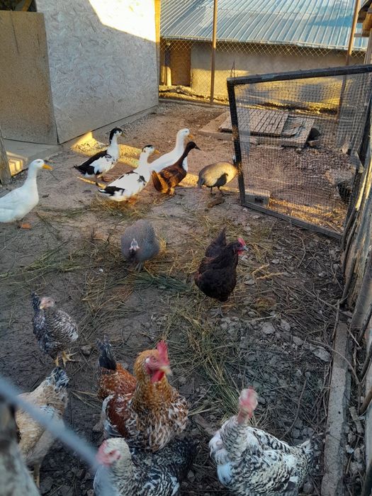 Bibilici care fac oua