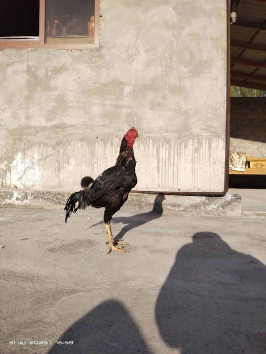 Aprel jo'ja sotiladi