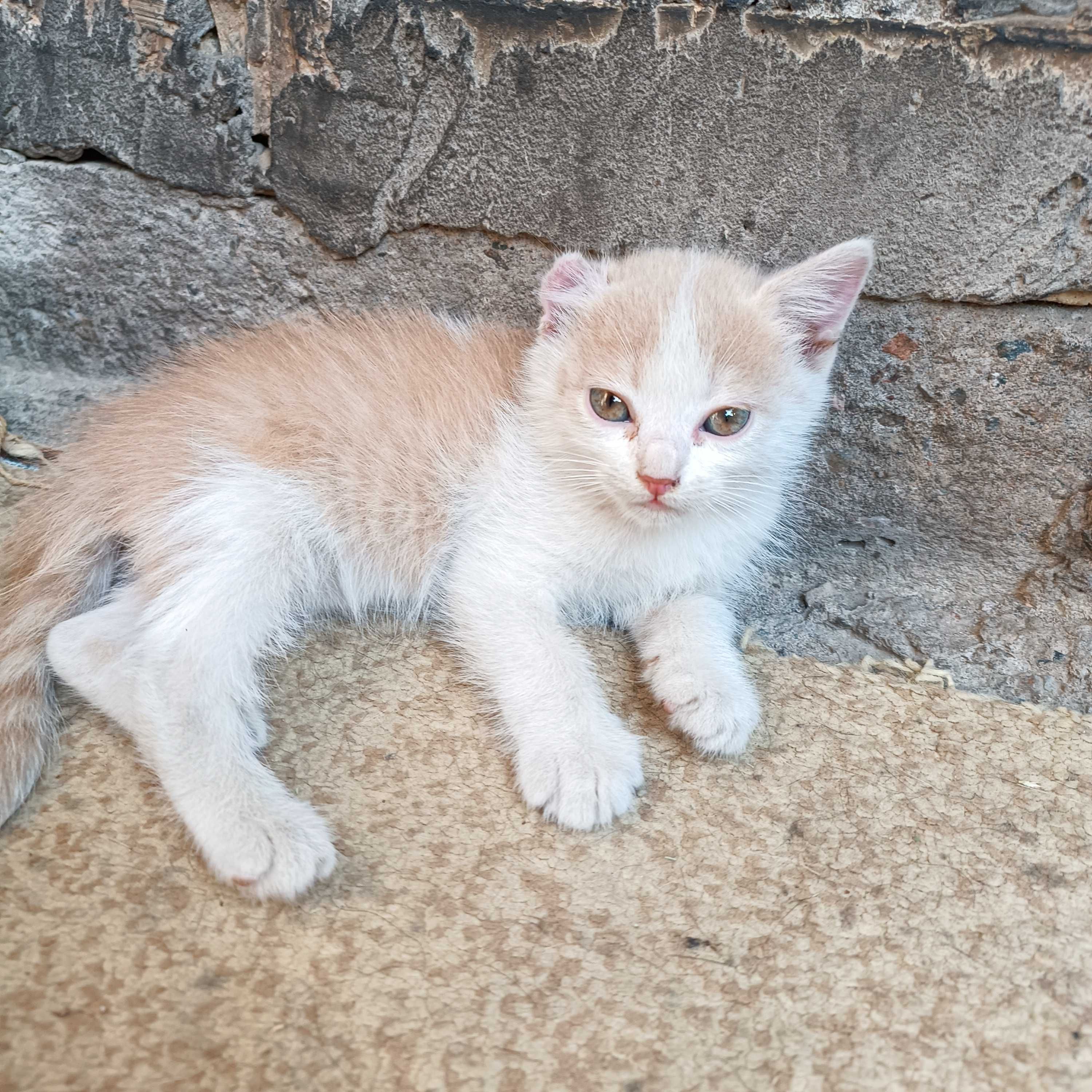 Продаются котята