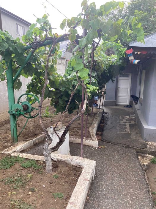 Casă batraneasca de Vânzare 3 camere