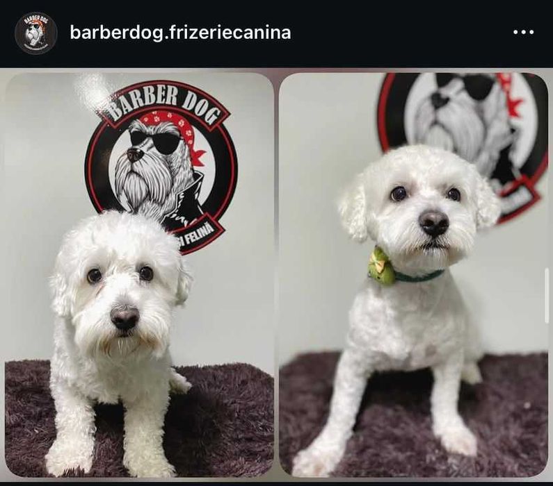 Frizerie canina si felina la domiciliu Bucuresti/Ilfov