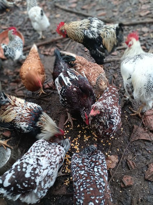 Vand gaini frumoase mici si mari, perlate, americane