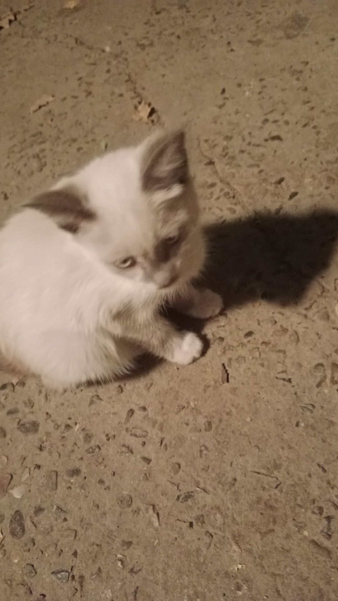 Котята отдам даром