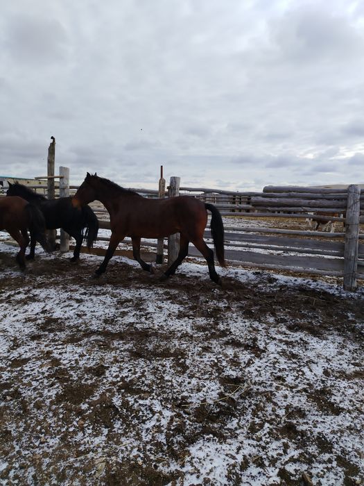 Донендер сатылады, абай ауданында