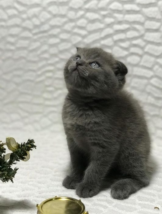 Котятки скоттиш фолд