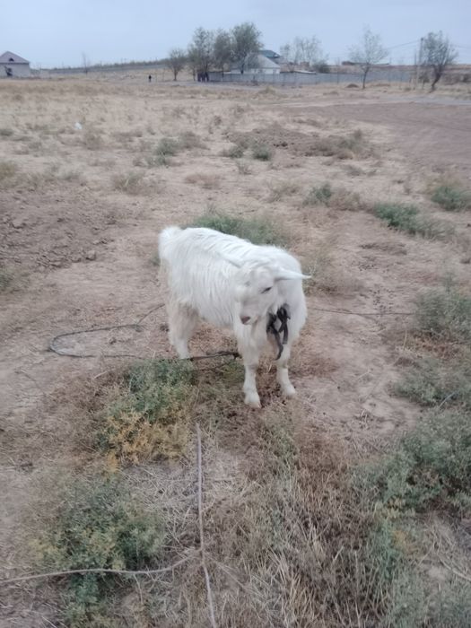 Теке сатылады 1 жыл