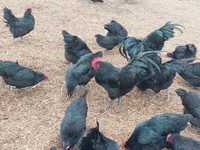 Oua găini rasa Australorp negru
