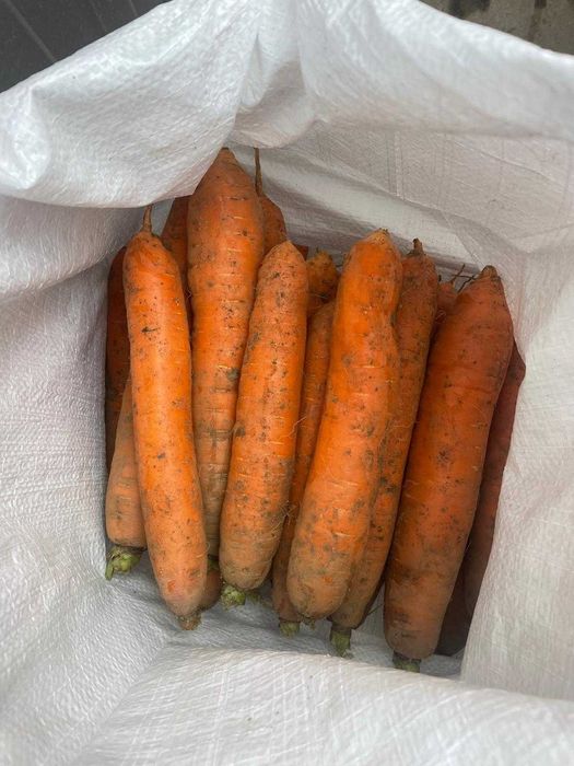 Vand Morcovi - Producator