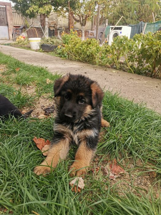 Femela ciobanesc german