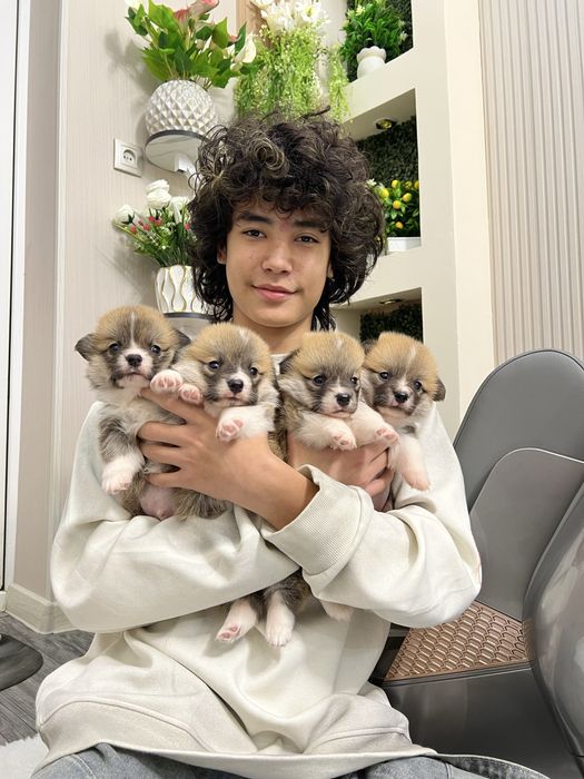 Щенки вельш корги пемброке