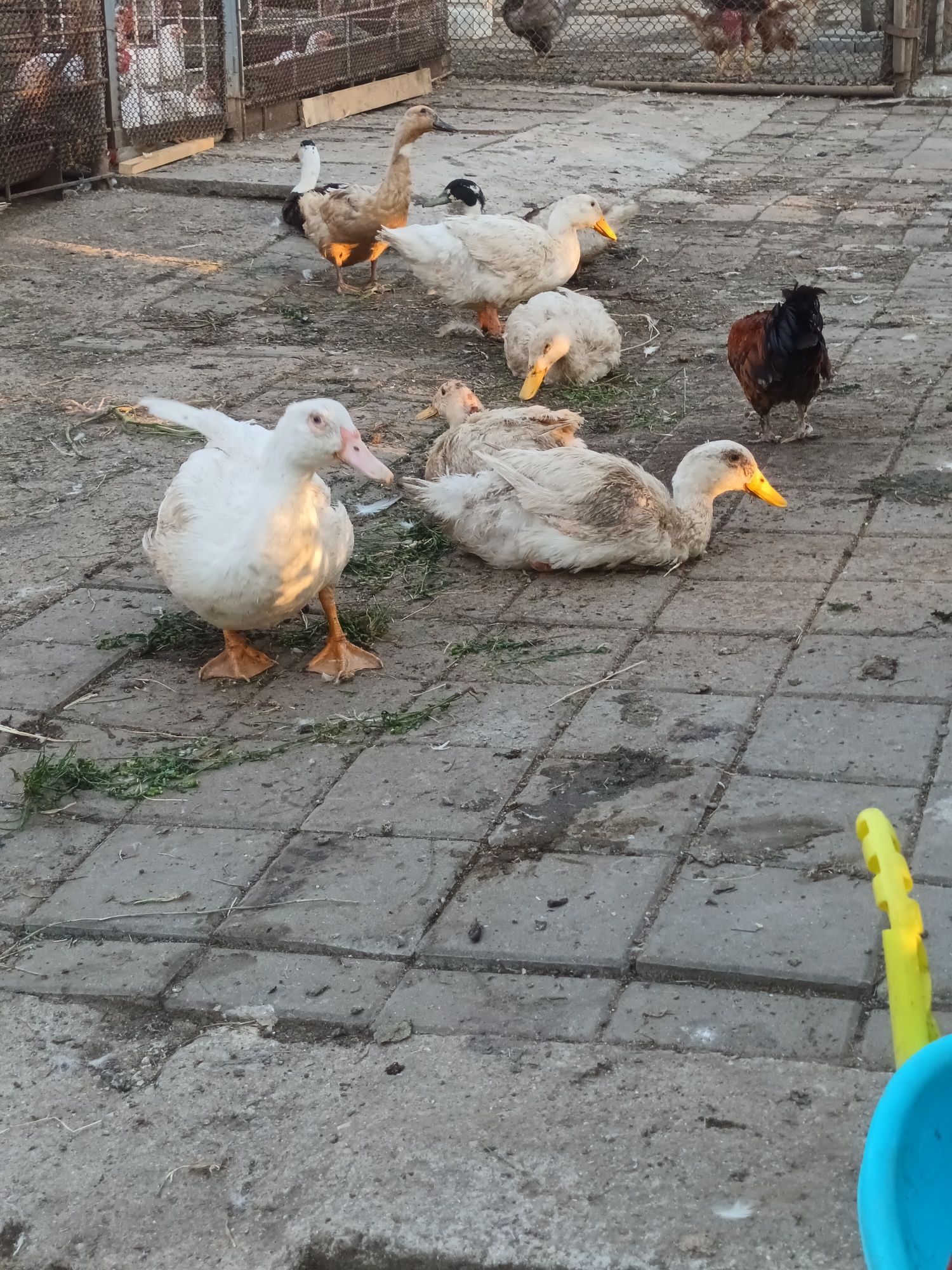 Rațe de anu trecut