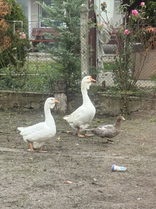 Vând gâște holmogor