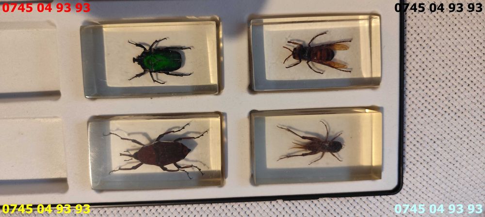 cutie insecte deagostini pret pe toate inclusiv cutie