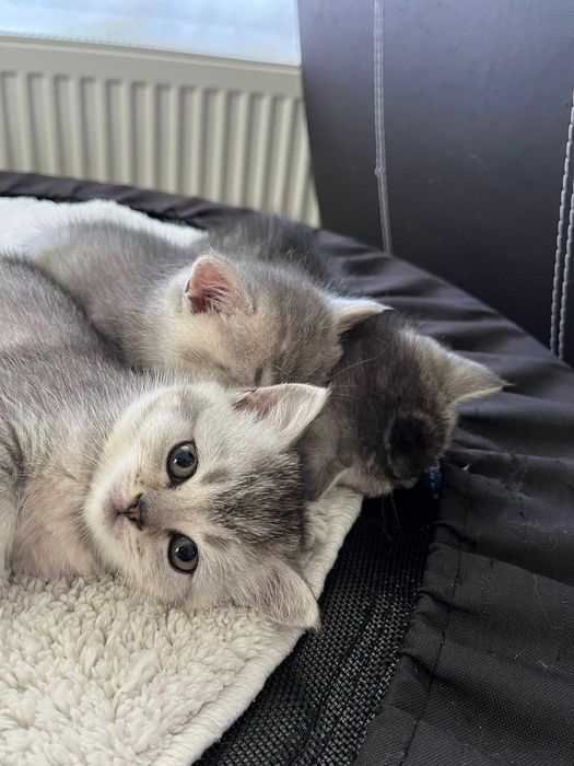 Котета - британски късокосмести