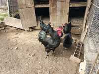 Ouă pentru incubat găini de rasă Australorp negru