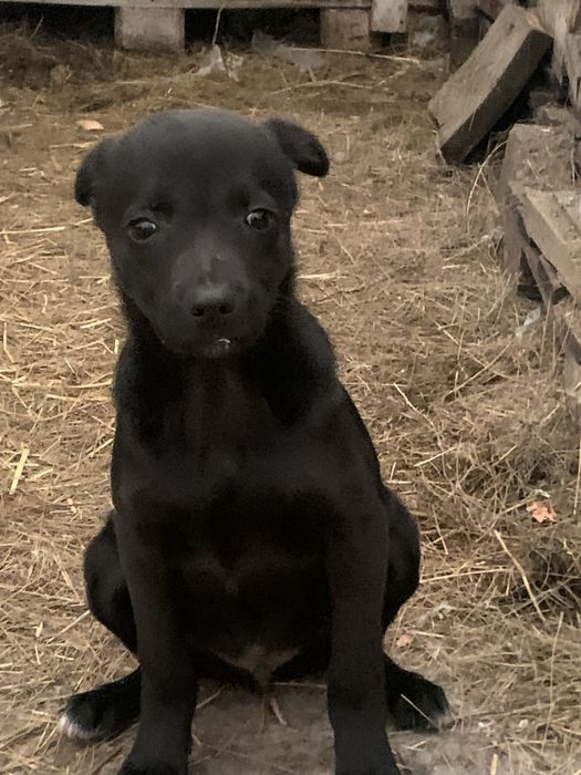 Отдам бесплатно щенка