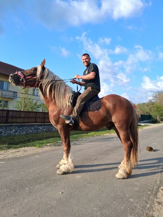 Armăsar pentru monta
