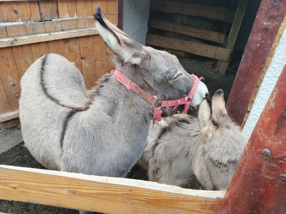 Măgărița cu pui de doua luni