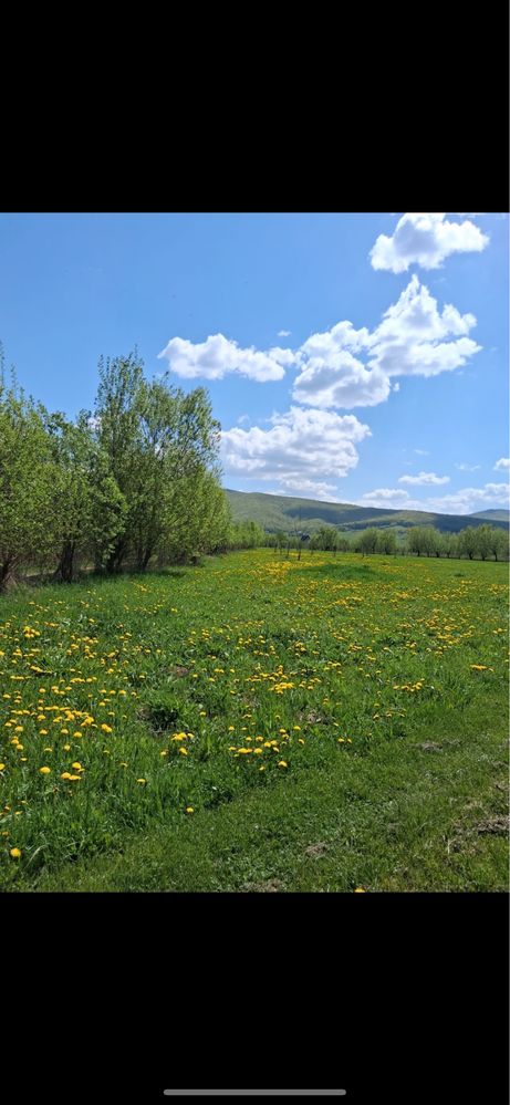 Teren 2 parcele 1400 mp- gradina cu acces la asfalt