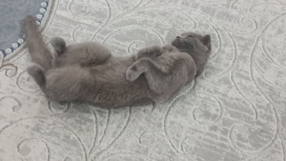 Продаётся скотиш-фолд, окраска : лиловая