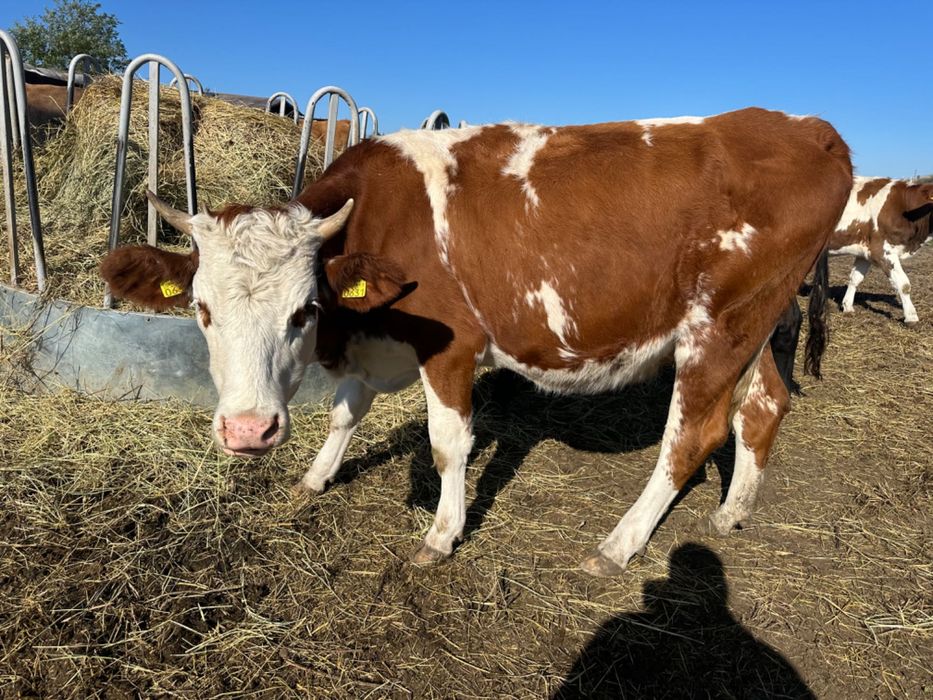 Vaci, bălțată, viței, tauri