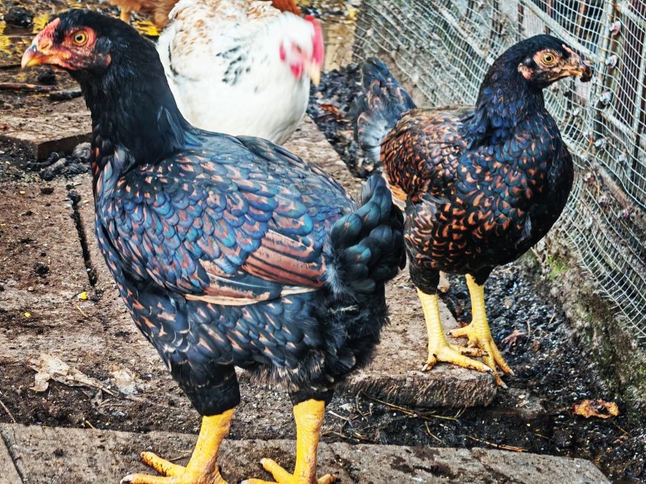 Vând sau schimb combatant indian