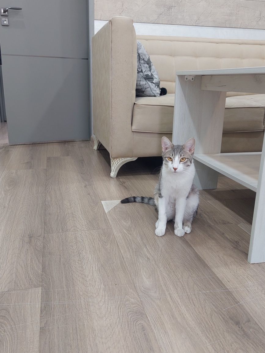 Котёнок кастрированный мальчик