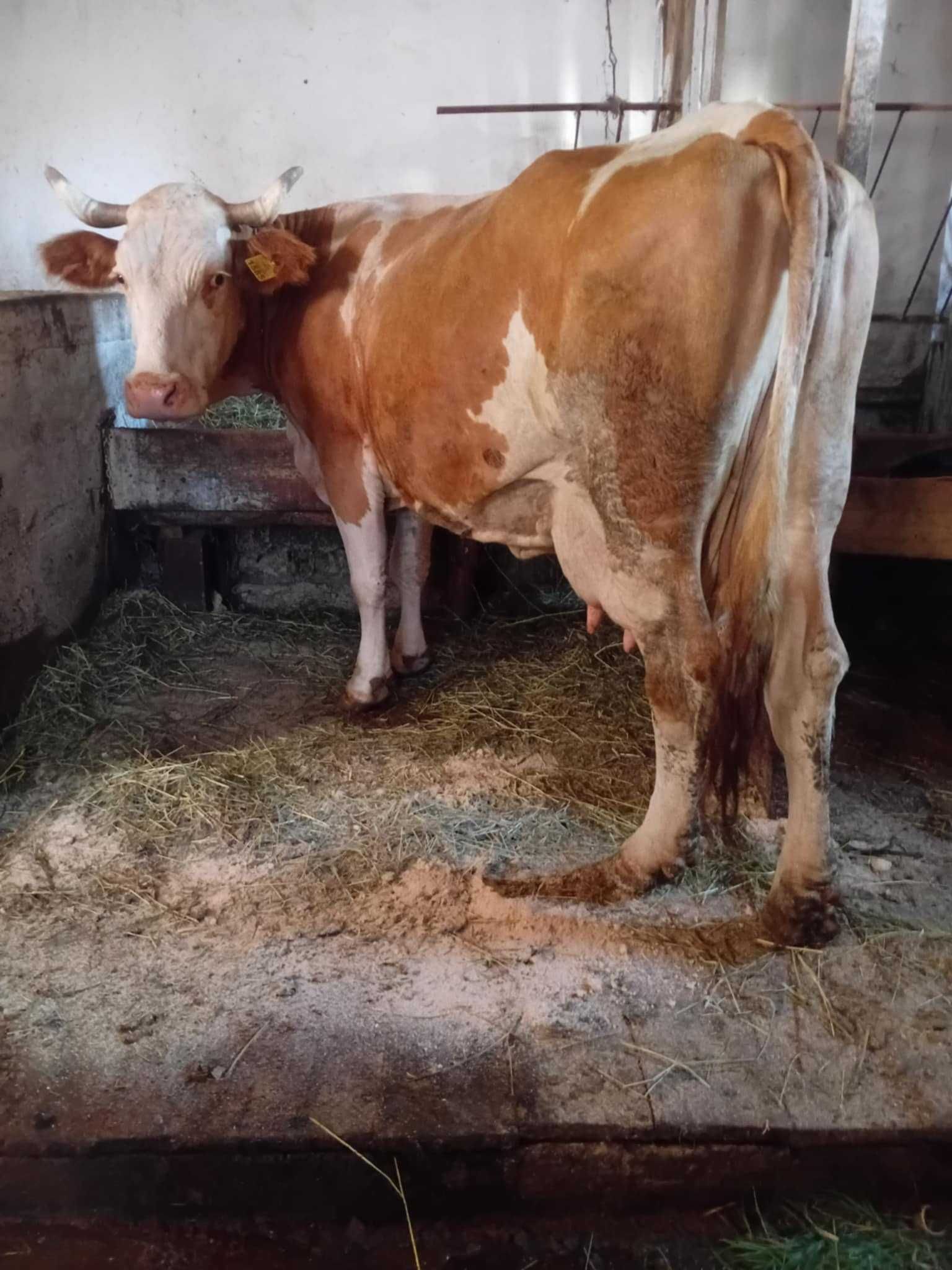 Vand doua vaci gestante in vicovu de sus