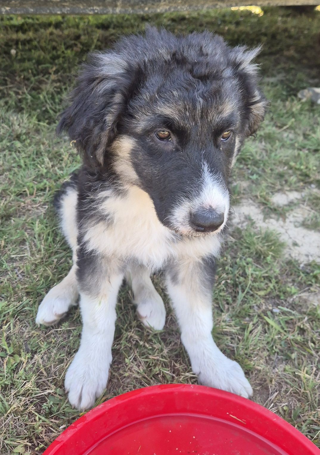 Donez 1 cațel spre adoptie