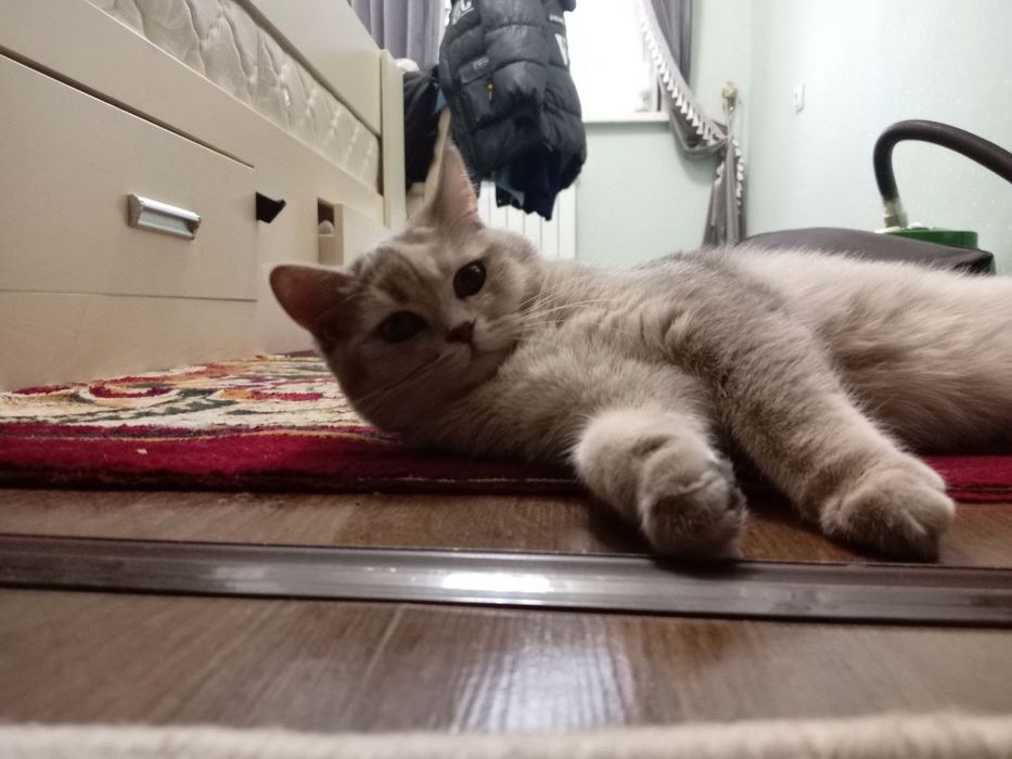 Скотишстрайт зотли мушук сотилади.