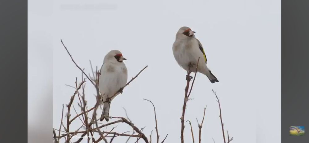 Щигол седоголовый