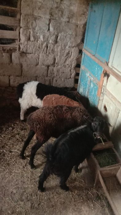 Шаруа Қой Тоқтыы