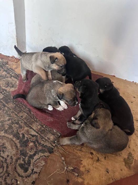 Одаем в хорошие руки щенят БЕСПЛАТНО