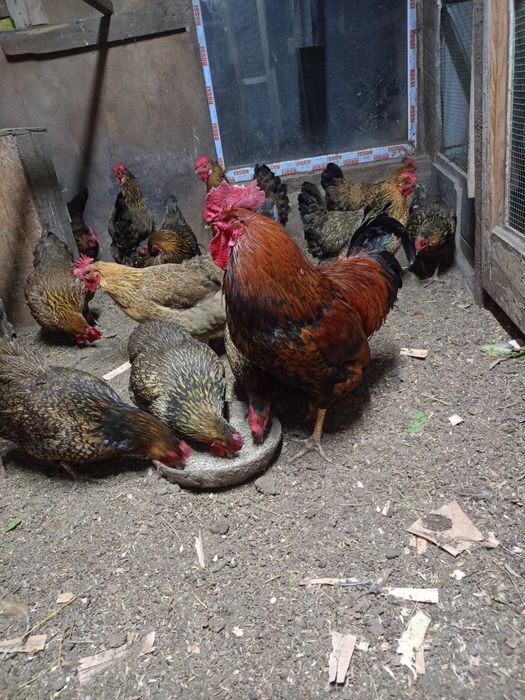 Продам курица и петухами кучин сицвый
