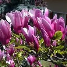 Magnolia Rustica Ruba -Roz închis