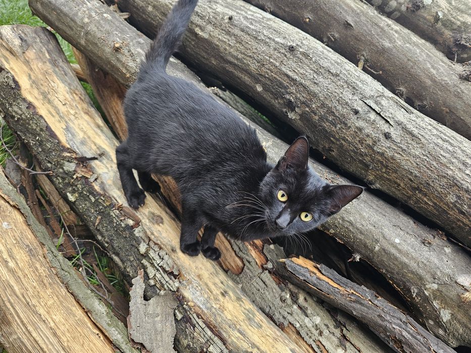 3 motanii spre adoptie