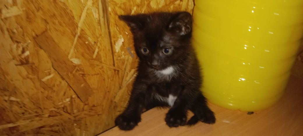 Котята 2 месяца мальчики