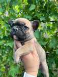 Bulldog francez de vânzare