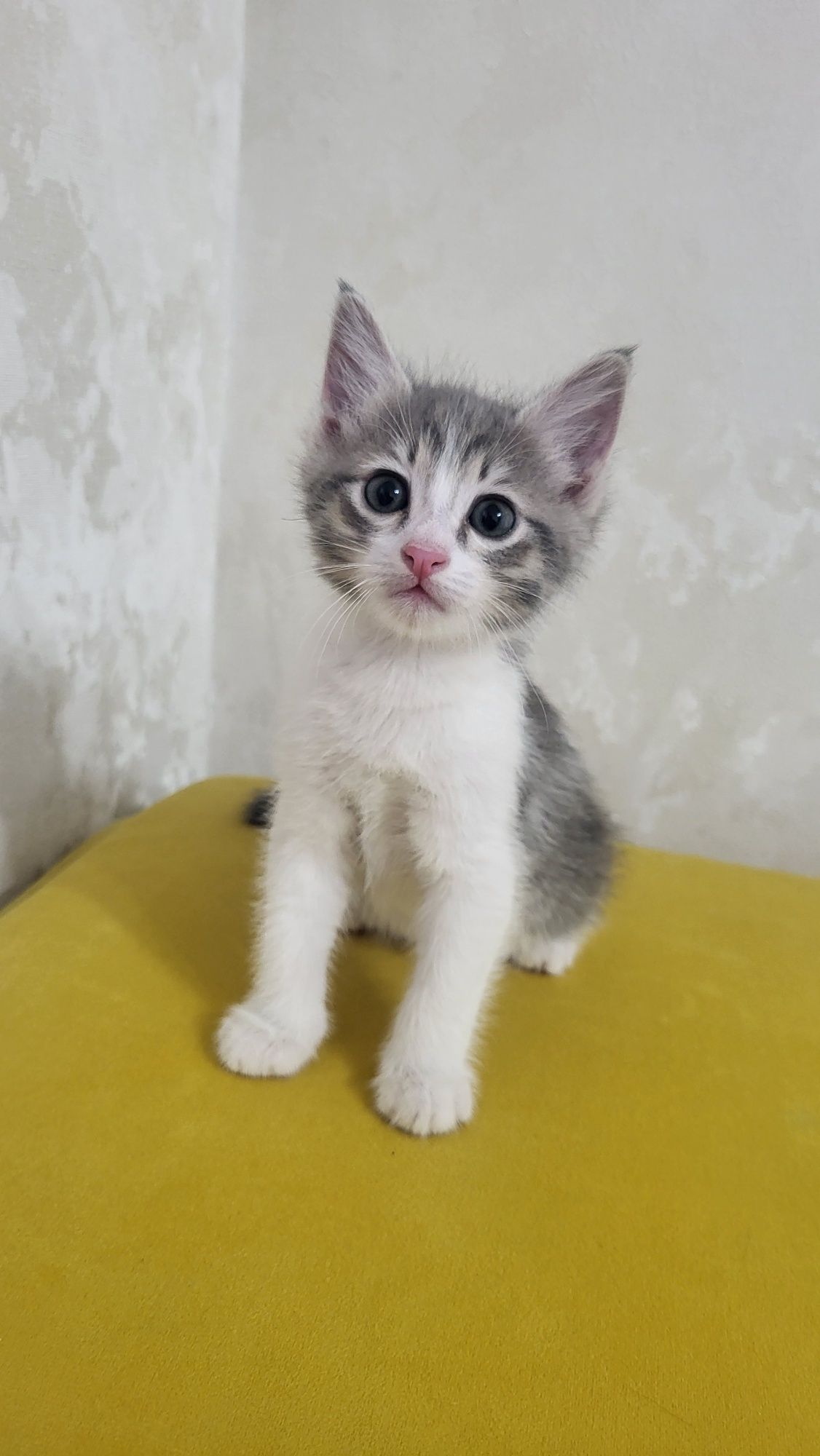Котята ласковые и игривые в поиске дома