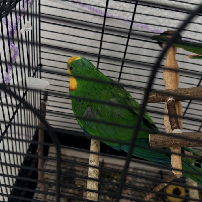 Папагал мъжки  барабанд