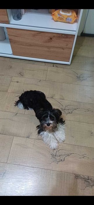 Продава се Бивер йорки