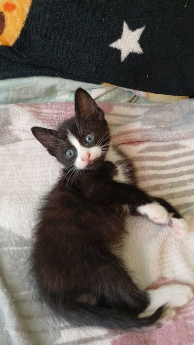 Adopție gratuita