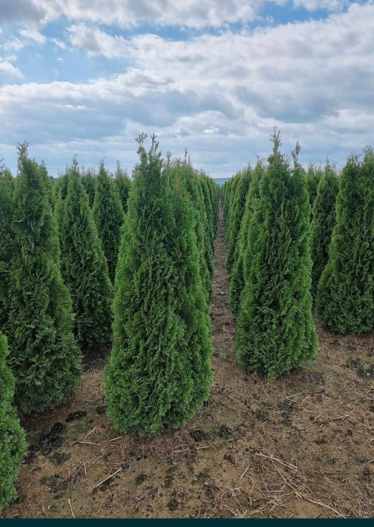 Vând o gama larga de plante ornamentale Tuia smarald columna pin meste